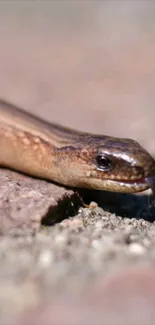 A brown snake elegantly slithers across rocky terrain in this mobile wallpaper.