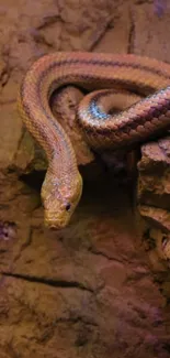 Snake coiled on a rocky surface with earthy tones.