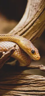 Elegant snake coiled on rustic wood in earthy tones.