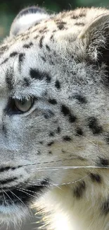 Close-up of a snow leopard in nature, featuring intricate patterns and textures.