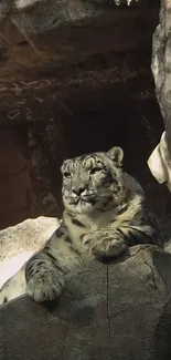 Snow leopard resting on a rocky ledge in natural habitat.