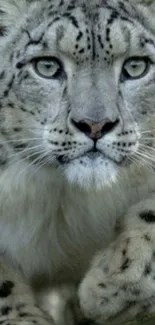 Captivating snow leopard wallpaper with intense gaze for mobile devices.