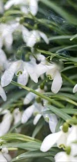 Elegant snowdrop flowers with lush green leaves in a serene wallpaper design.