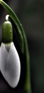 Close-up of a snowdrop flower against a blurred green background.