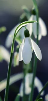 Beautiful snowdrop flower with white petals and green stem in close-up view.