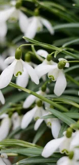 Close-up of snowdrop flowers with green leaves.