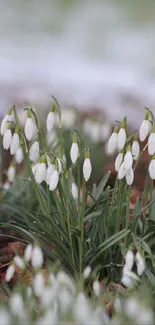 Elegant snowdrop flowers on green field wallpaper.