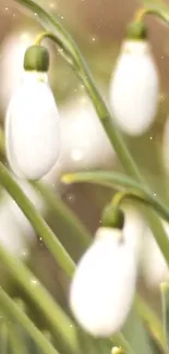 Elegant snowdrop flowers with green stems and white blooms.