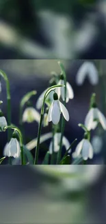 Elegant wallpaper featuring snowdrop flowers with a serene green background.