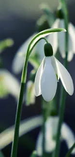 Closeup of snowdrop flowers with white petals and a serene background.