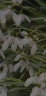 Mobile wallpaper featuring snowdrop flowers with green stems.