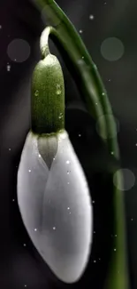 Close-up of a snowdrop flower with a dark blurred background.