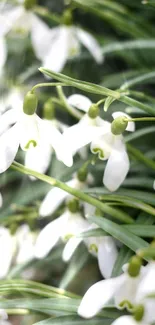 Snowdrop flowers with white petals and green leaves in a serene wallpaper design.