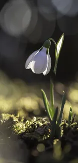 Delicate snowdrop blooming on a mossy ground in early spring with a soft bokeh background.