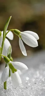 Snowdrops emerging through snow in winter scene.