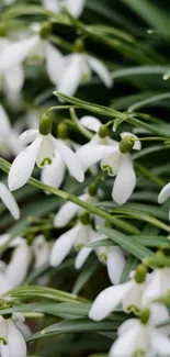 White snowdrops elegantly cascade with lush green leaves.