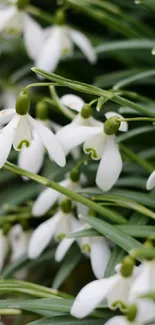 Snowdrops with green stems and white petals.