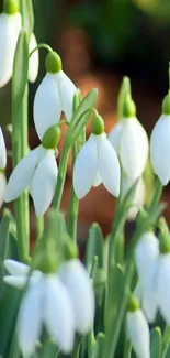 Elegant snowdrops with green stems in a nature wallpaper.