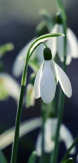 Elegant snowdrops with green stems in a serene mobile wallpaper.