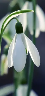 Elegant snowdrops with white petals and green stems in a serene background.