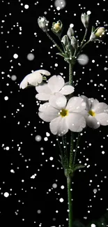 White flowers with snowy background on a dark wallpaper.