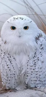 Majestic snowy owl with white feathers and piercing eyes in a natural setting.