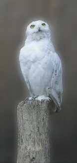 Serene snowy owl perched on stump mobile wallpaper.