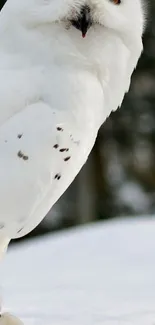 Close-up of a snowy owl in natural habitat, surrounded by snow.