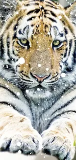 Majestic tiger lying in the snow, creating a serene and powerful visual.