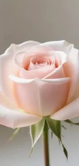 Elegant soft pink rose in full bloom with delicate petals.