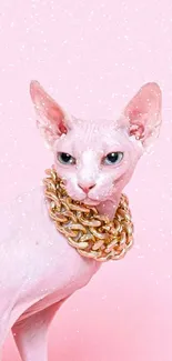 Elegant Sphynx cat with pink background and golden chain.