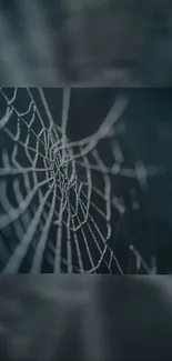 Intricate spider web pattern on a dark background as a mobile wallpaper.