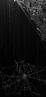 Intricate spider webs elegantly captured in rain on a black background.