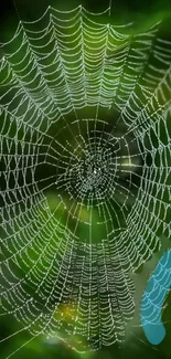 Elegant spider web on a green background with dew drops.