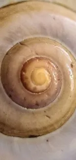 Close-up of a spiral shell with earthy tones.