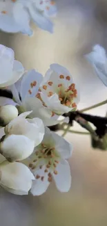 White blossoms on branches against a soft, pastel background for mobile wallpaper.