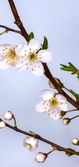 Elegant mobile wallpaper with white spring blossoms on a branch.