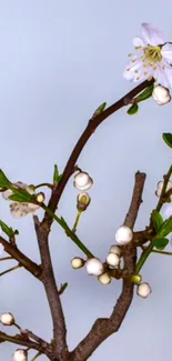 Elegant mobile wallpaper with white blossoms on a branch against a light blue background.