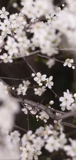 White spring blossoms on branches against a blurred background.