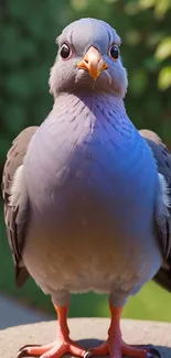 Elegant dove standing outdoors with green background.