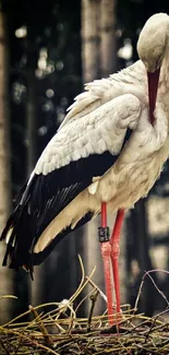 Stork standing gracefully in a lush forest with rich brown tones.