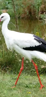 Elegant stork gracefully walking in lush green grass.