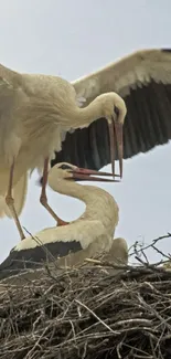 Storks nesting gracefully in a serene setting.