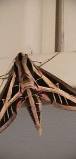 Striped moth on a beige surface, creating an elegant wallpaper.