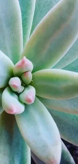 Close-up of a green succulent with soft hues for mobile wallpaper.