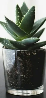 A beautiful green succulent in a sleek glass pot for mobile wallpaper.