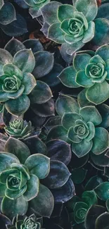 Succulent green leaves background wallpaper for mobile phone.