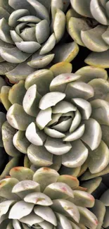 Elegant succulent wallpaper featuring lush green rosettes.