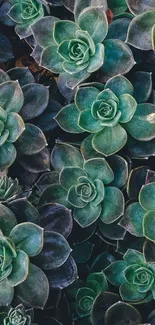 Elegant succulent plant wallpaper showcasing lush green hues.