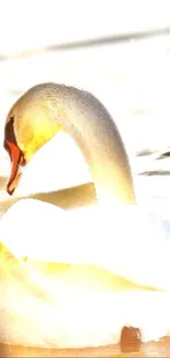 Elegant swan gliding gracefully on calm water with glowing light.